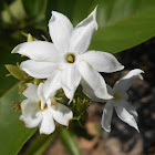 kakada Mallige/Kunda/ downy jasmine