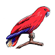 How to draw a parrot. Instruction Download on Windows