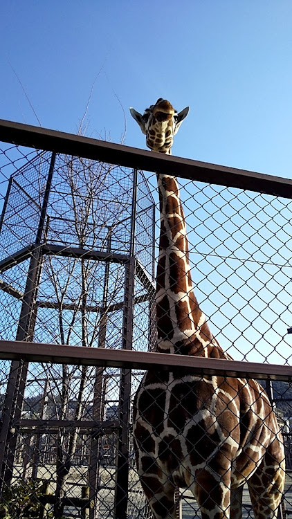 ななめさんが投稿した動物園に行った・動物園大好き・犬tune・モフモフだいすき・ドライブ♪に関するカスタム事例の投稿画像2枚目