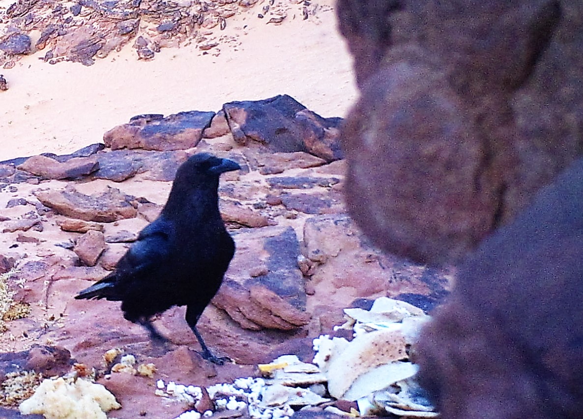 Brown-necked raven