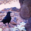 Brown-necked raven