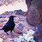 Brown-necked raven