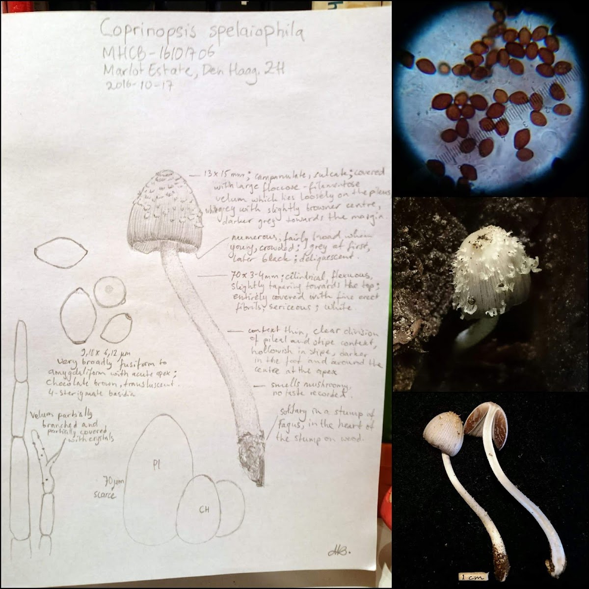 Coprinopsis spelaiophila/Ivoorinktzwam