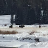 Three Bull Moose