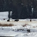 Three Bull Moose