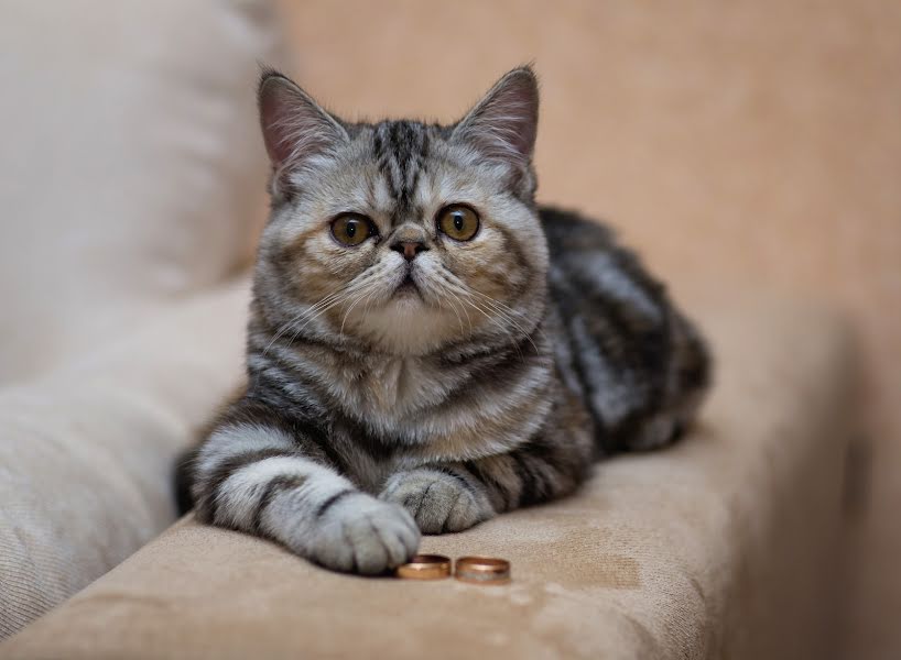 Jurufoto perkahwinan Aleksandr Zhosan (alexzhosan). Foto pada 28 Jun 2016