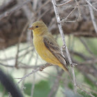 Lesser Goldfinch