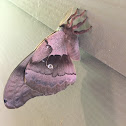 Antheraea polyphemus