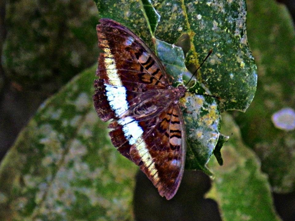 Tanaecia calliphorus