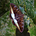 Tanaecia calliphorus