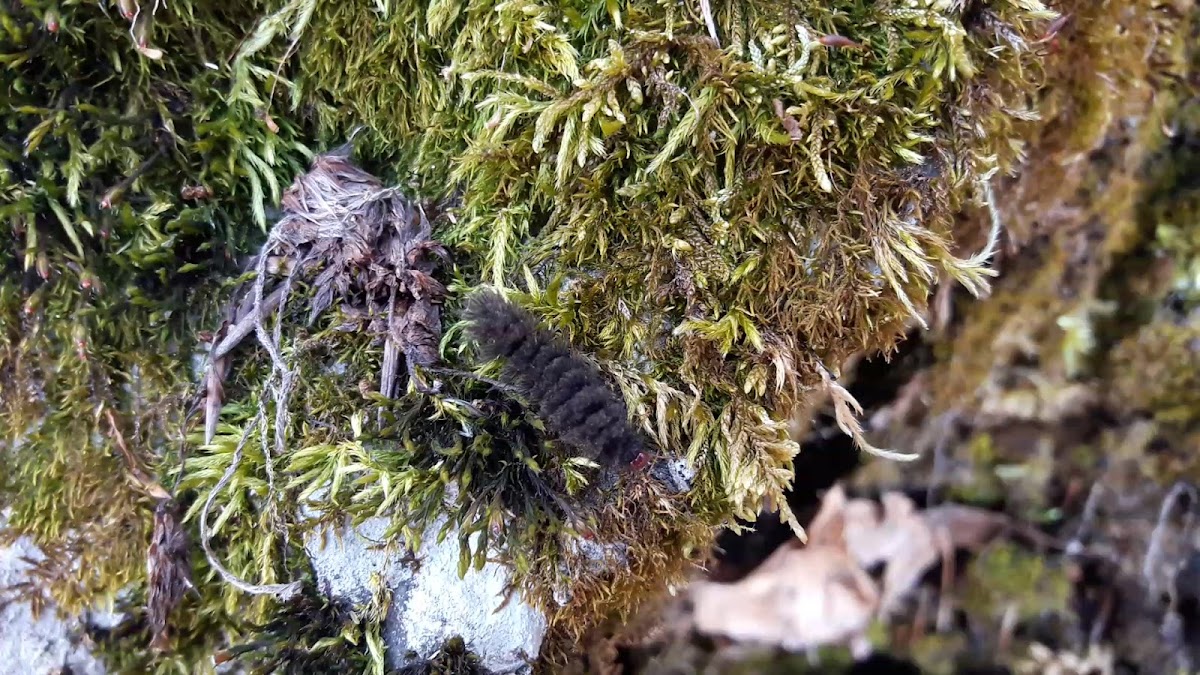 Nine-spotted Moth (caterpillar)