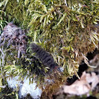 Nine-spotted Moth (caterpillar)