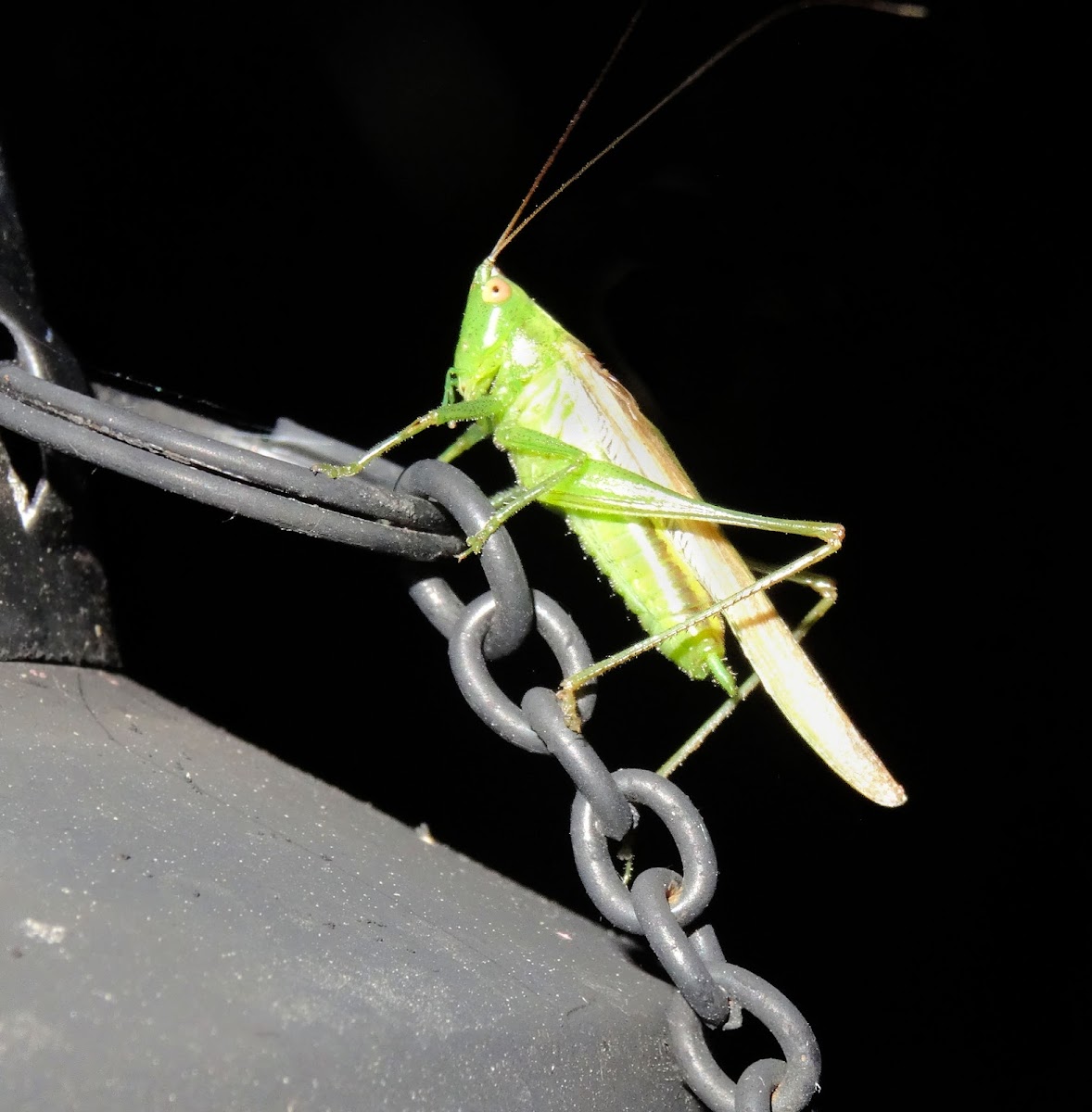 Great Green Bush-Cricket