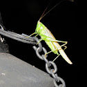 Great Green Bush-Cricket