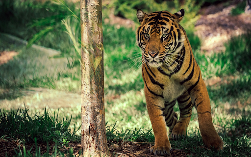 Royal bengal tiger2