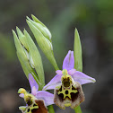 Large bee-orchid