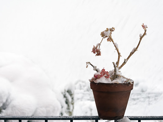 Fiori d'inverno di renzodid