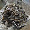 Eastern Tent Caterpillar