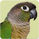 Download Green Cheeked Conure Parrot Sounds and Singing For PC Windows and Mac