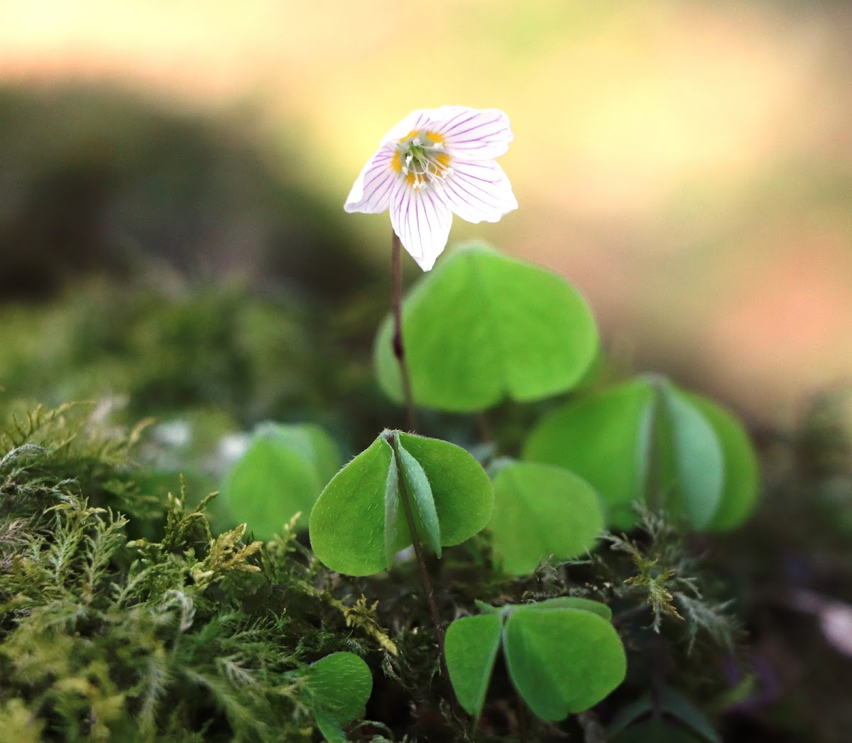 Wood sorrel