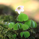 Wood sorrel