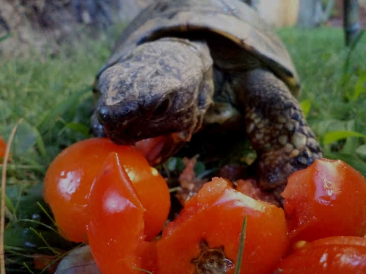 Profumo di pomodoro di lexa