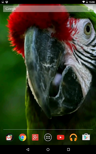 Macaw video wallpaper