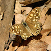 Speckled wood