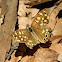 Speckled wood