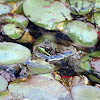 Northern Green Frog