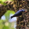 Velvet-fronted nuthatch