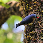 Velvet-fronted nuthatch