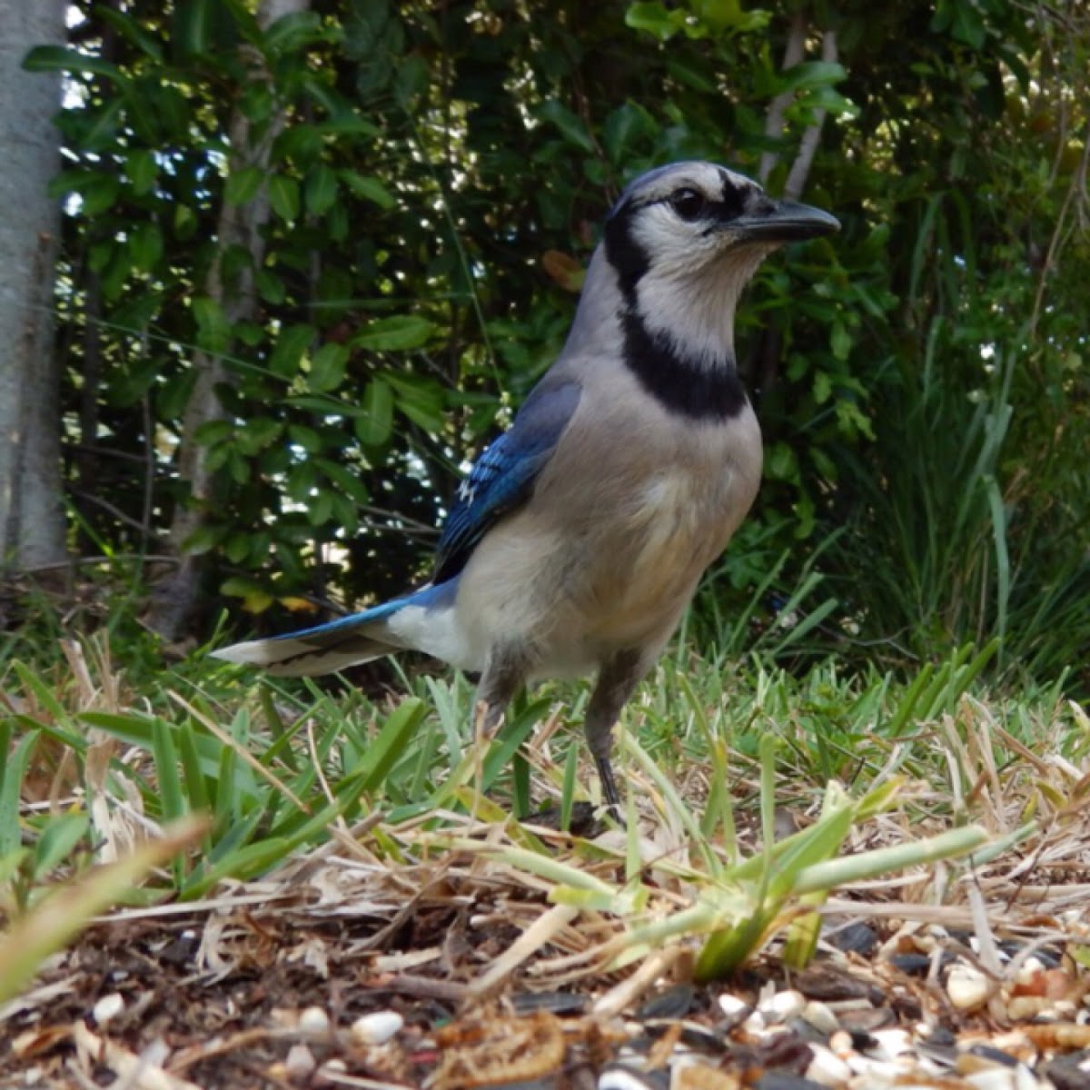 Blue Jay