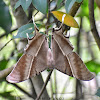 Tropical Swallowtail Moth