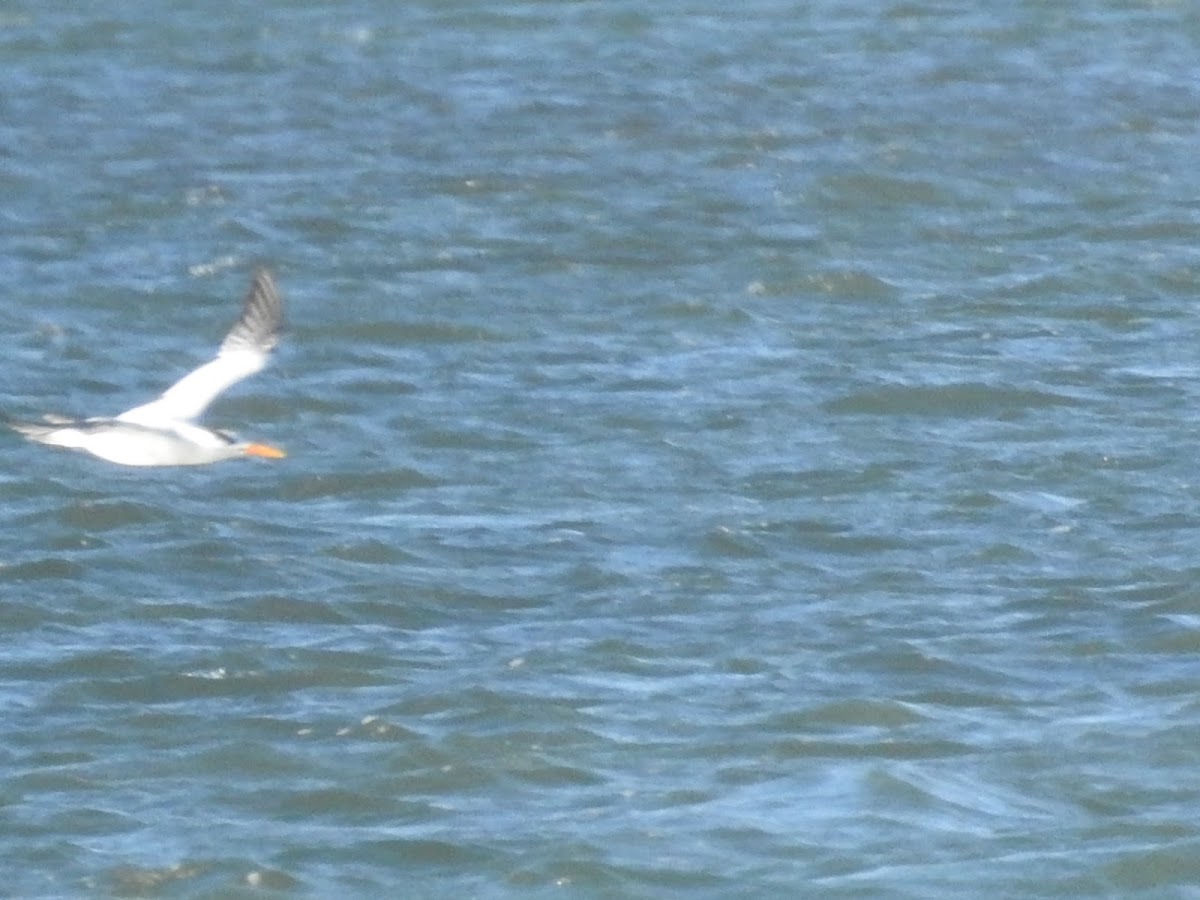 Royal Tern