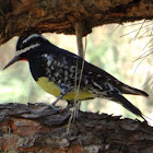 Williamson's Sapsucker - male