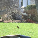 American Robin