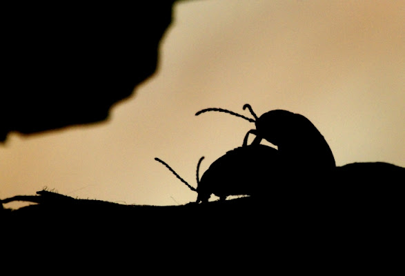 La prima....vera! di marco pardi photo