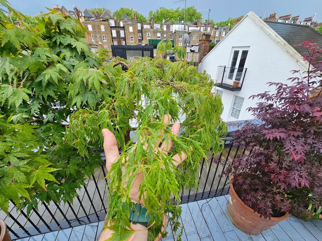 Album cover: Roof Garden 🌿🍁