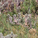 salt marsh bird's-beak