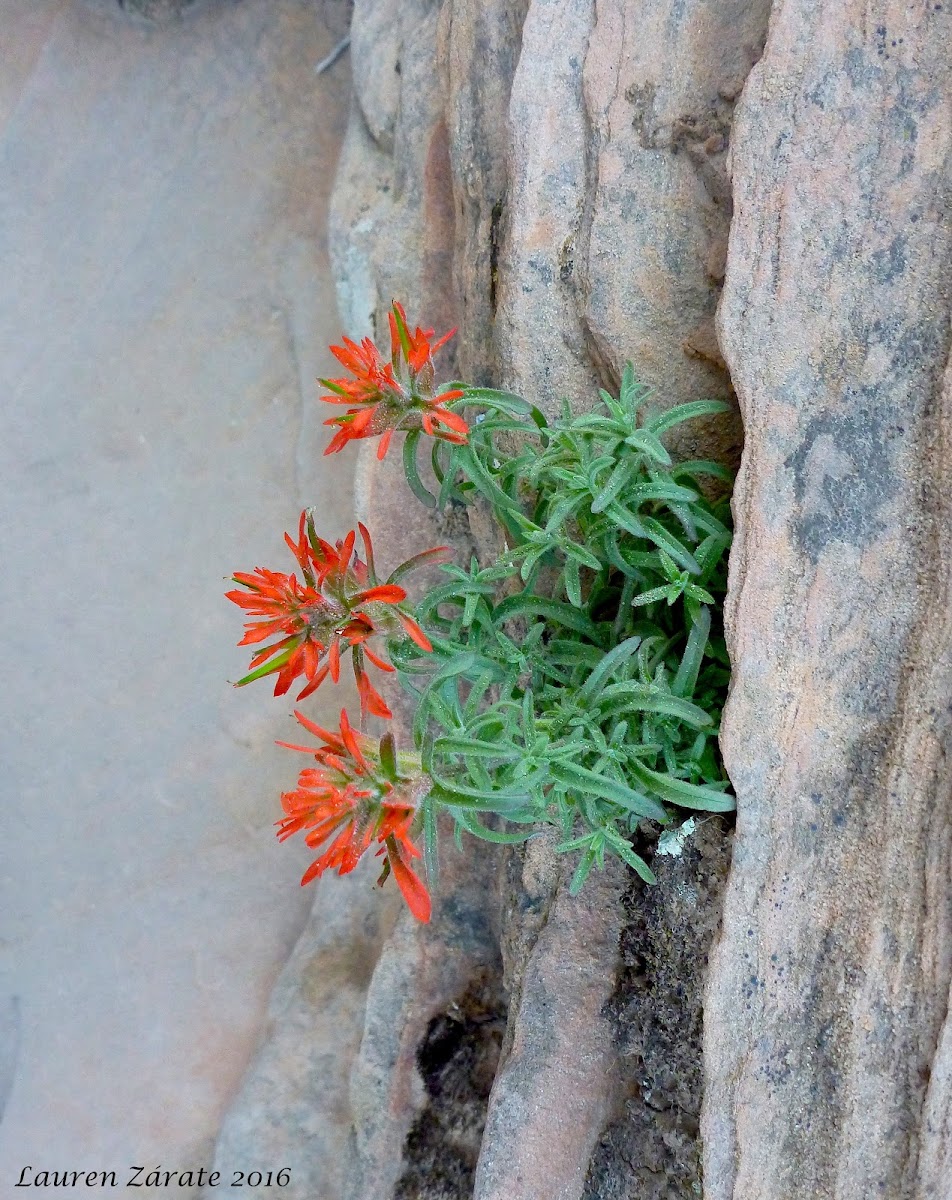 Zion Slickrock Indian Paintbrush