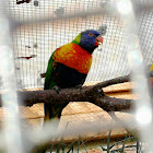 Rainbow Lorikeet