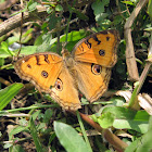 Peacock pansy