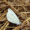 Cabbage White Butterfly