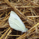 Cabbage White Butterfly