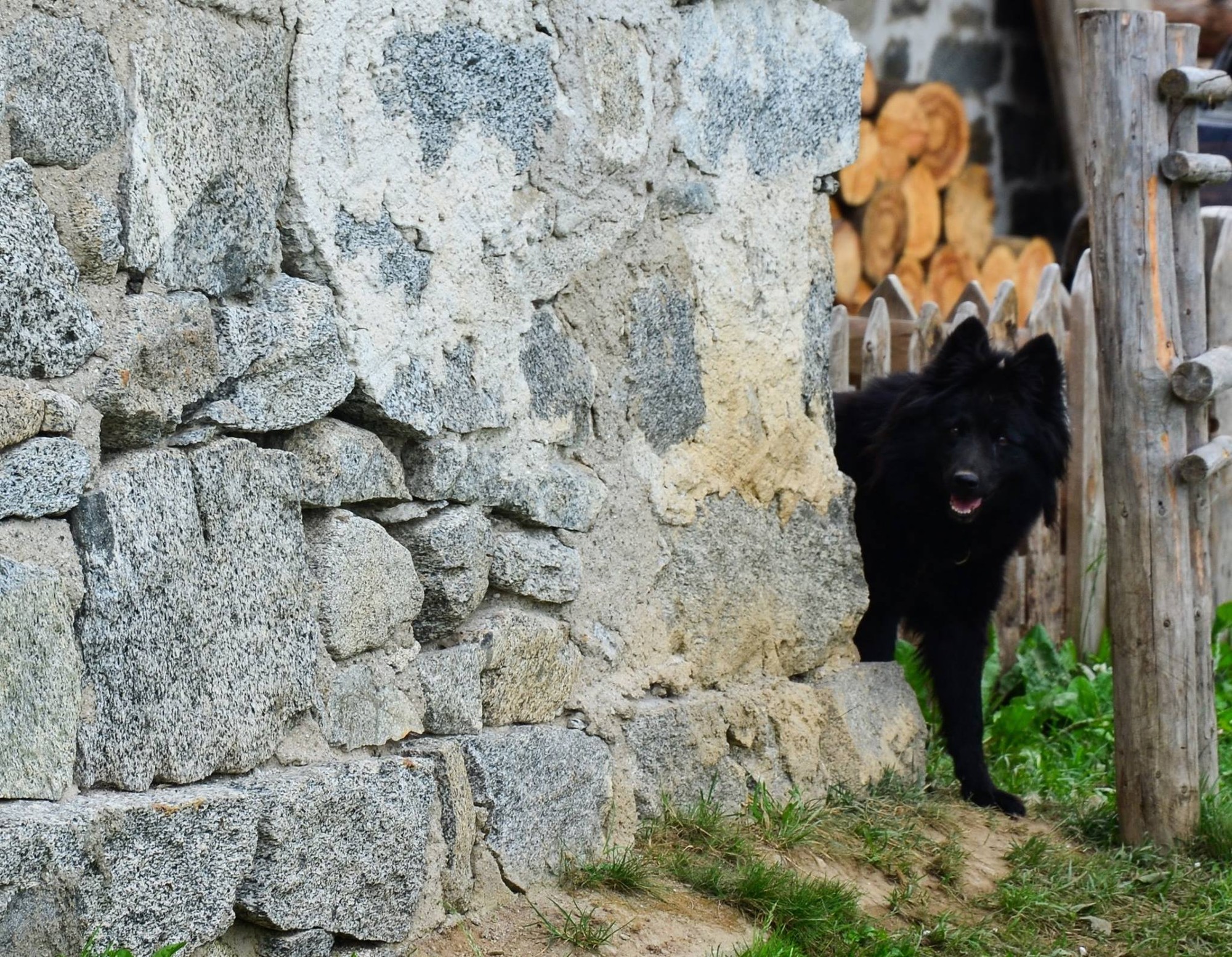 Attenti al lupo di lau.catu