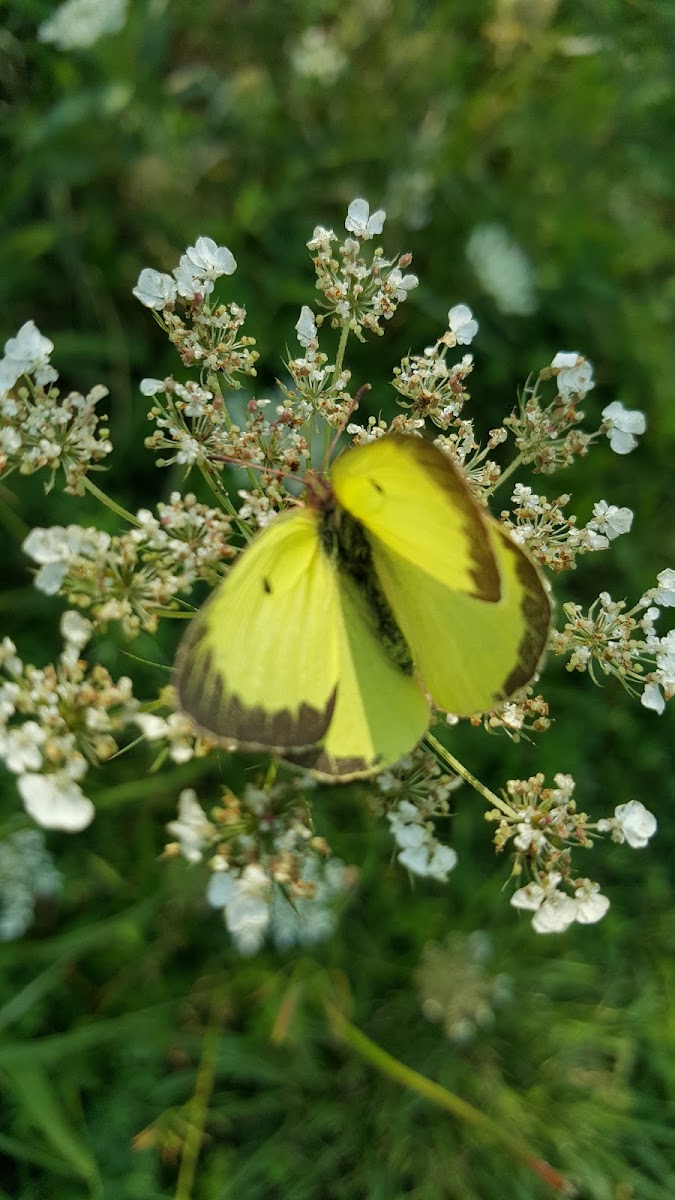 Clouded Sulfur