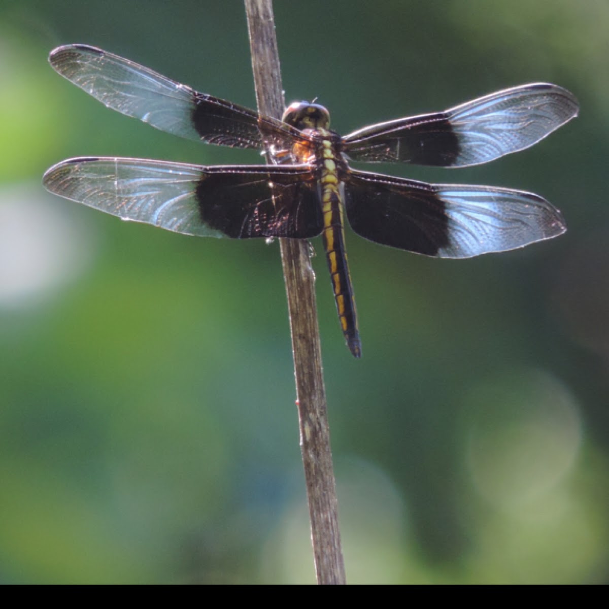 Widow Skimmer