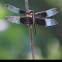 Widow Skimmer