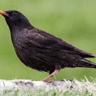 Spotless Starling; Estornino Negro